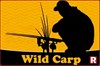 Wild Carp